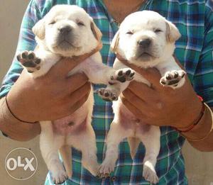 Labradore puppies available cream colour