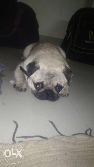 Male pug for sale (negotiable)