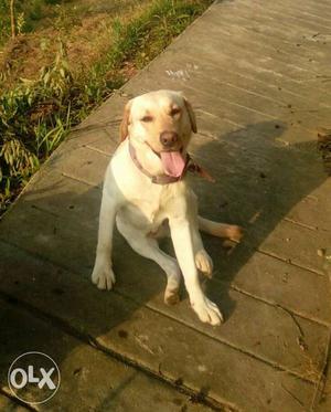 (NOT FOR SELL) Ignor the price looking for a female Labrador