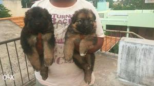 Outstanding quality German Shepherd pups Frm a