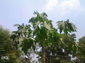 Papaya leaves for treatment of dengue and