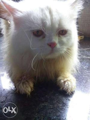 Persian cat male semi punch cat