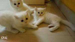 Persian kitten available white colour