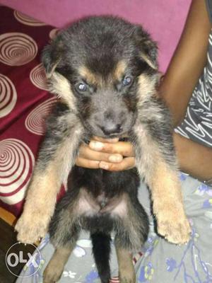 Pet Villa german Shepard pups available