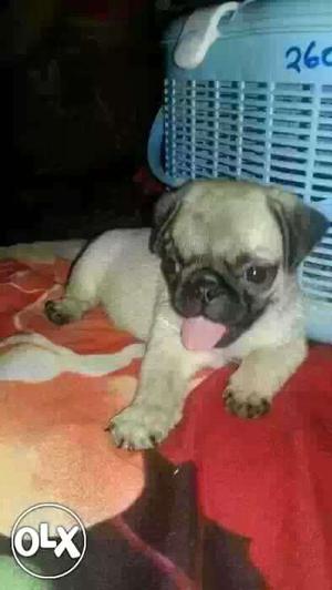 Pug puppies Female adorable and charming Puppies male