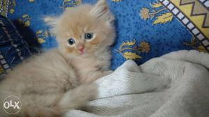Pure Persian kittens, 45 days old for immediate