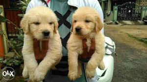 Quality golden retriever pups If interested