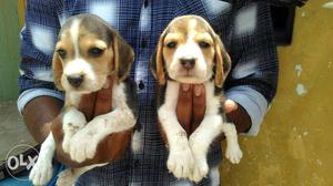 Quality tri colour Beagle pup's Wit KCI