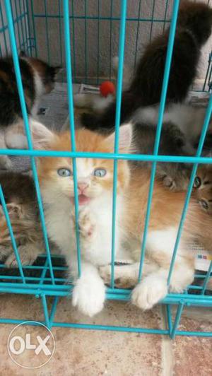Quite persian kittens available very play ful an