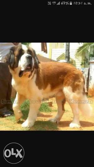 Red, White, And Black Saint Bernard Puppy