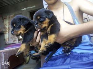 Rottweiler C!!F 4 male C!!F 3 female puppies in Rajasthan B