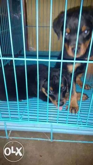 Rottweiler female puppy available 50days old with