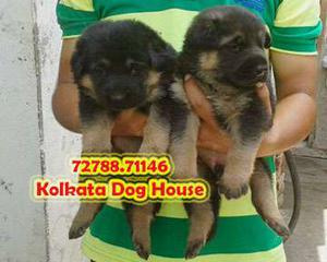 Royal Pedigree German shepherd Dogs ~ Kolkata