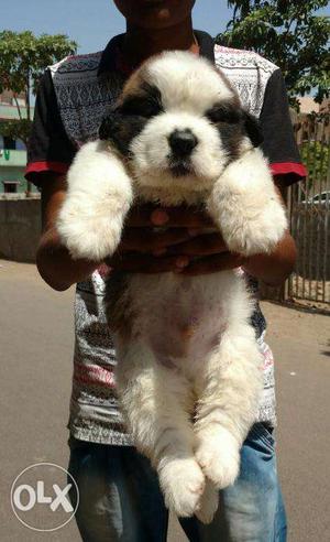 Saint bernard puppy for sell in pune