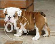 Show quality eng bull dog puppy