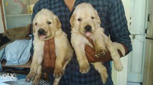 Showline Golden Retriever Puppies available at ready stock