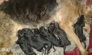 Tan And Black German Shepherd With Newborn Puppies..