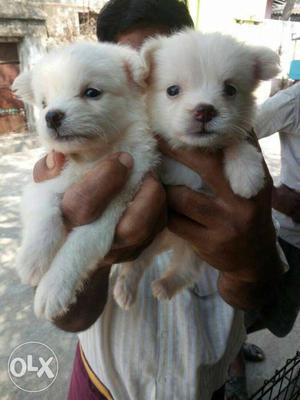 Toy size short breed Pomeranian puppies