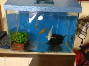Two Gray And Orange Goldfish with fish tank