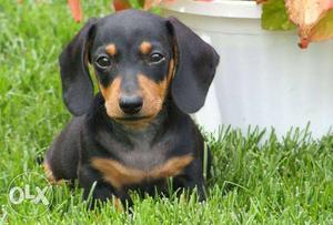 Two months old good looking dachshund male puppy