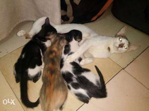 White And Brown Short Fur Cat With Kittens it is free free