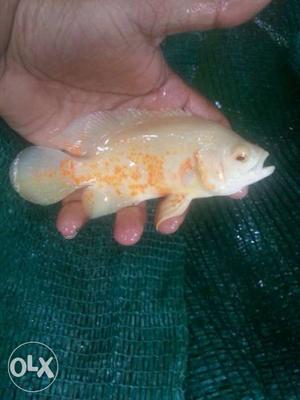 White And Orange Oscar Fish