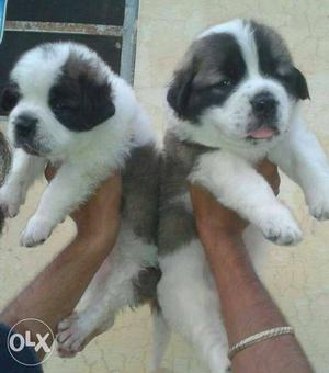 953o Shanu dog store available show quality saint