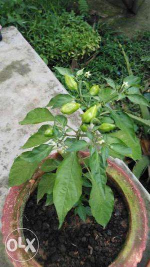 Akhane naga chilli plant bhut jhalokiya plant
