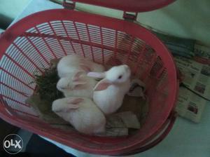 Australian White Rabbits