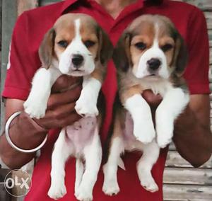 Beagle male puppy for sell