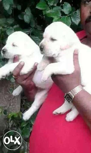 Bhopal:-- Golden Retriver" Labrador" Lasa Apso"