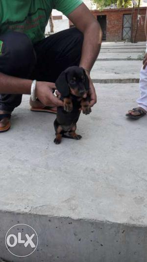 Black And Tan Smooth Miniature Dachshund Puppy female