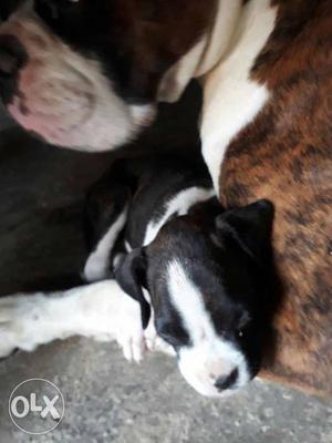 Boxer male 36 day very good quality