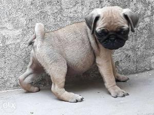 Fawn male Pug In Sirhind Fatehgarh Sahib