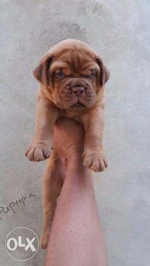 French mastiff puppy / dog for sale find a clown bud in dogs