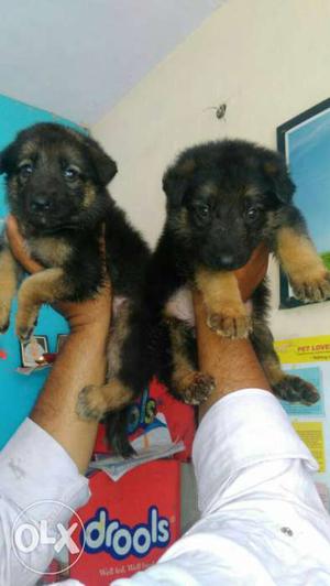 //German Shepherd puppies available