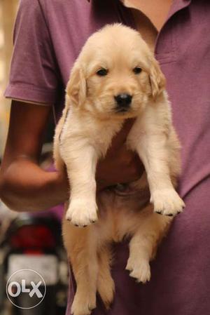 Golden retriever male pup for selll