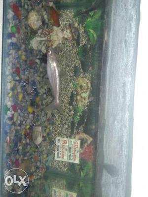 Grey Fish In Fish Tank
