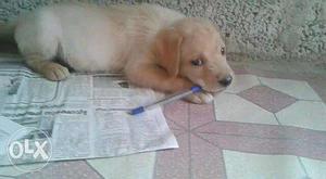 Labrador puppy,3 months old