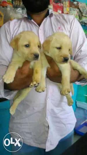 Labrador//pup cute puppies for sale