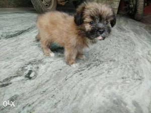 Lhasa apso(female puppy) available at adorable