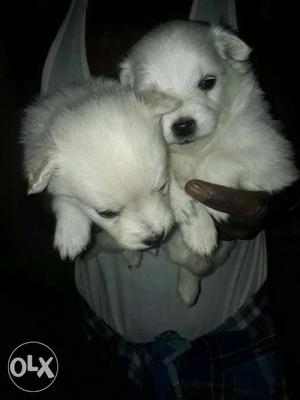 Pomerian puppys for sale in coimbatore.pure breed
