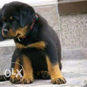 Rottweiler heavy bone puppies available