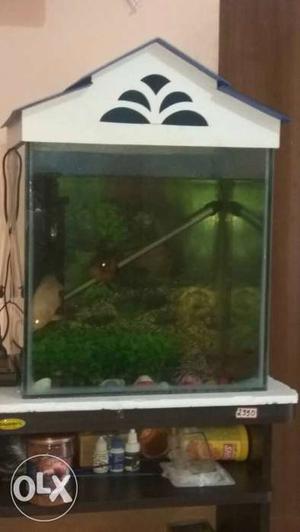 Selling my Aquarium along with 4 fishes