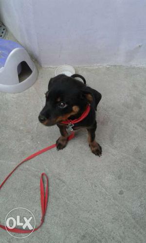 Short Coated Black And Brown rotwiler dog