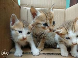 Three Brown And White Coated Kittens
