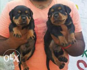 Top quality Rottweiler Puppy for sell