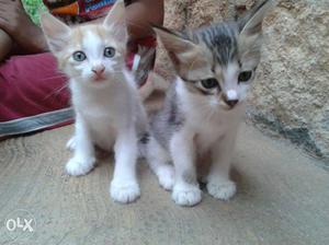 Two Orange-and-white, And Black-and-white Tabby Kittens
