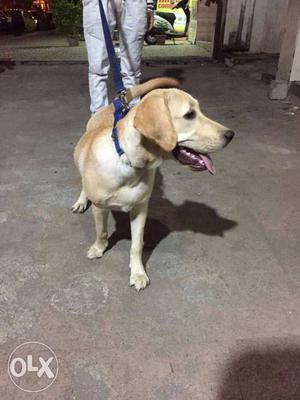 1 year female Labrador Retriever Dog