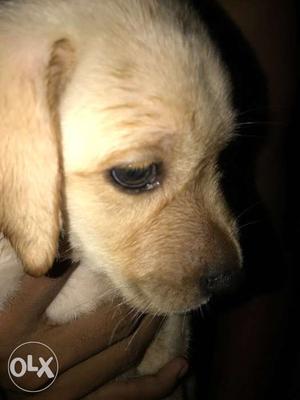 100% high breed Labrador female puppy for sale !